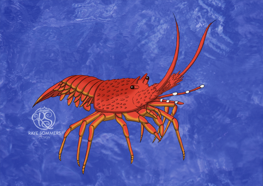 An illustration of a rock lobster